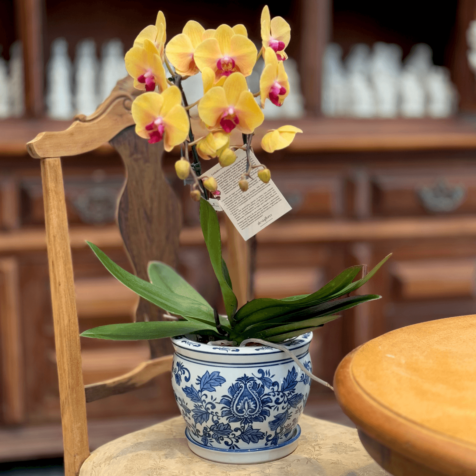 Orquídea amarela (2 hastes) no Vaso