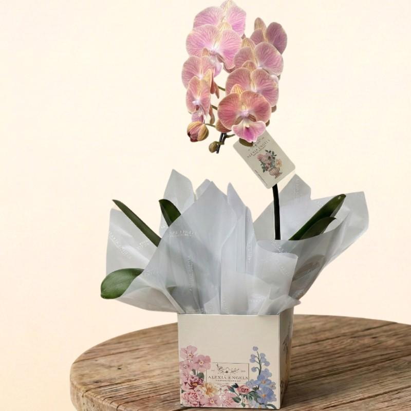 thumb-orquidea-rose-1-haste-lancamento-0