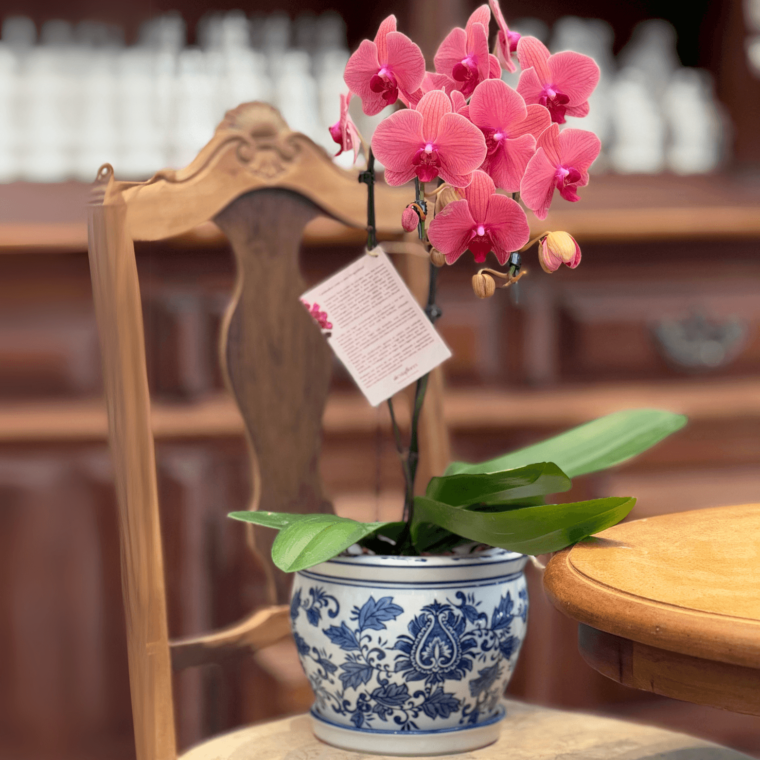 thumb-orquidea-cor-de-rosa-2-hastes-no-vaso-0