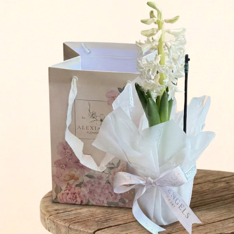 thumb-hyacinthus-branco-0