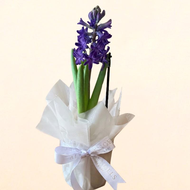 thumb-hyacinthus-roxo-0