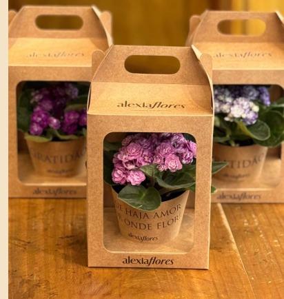 thumb-muda-de-violeta-ref-1661-0