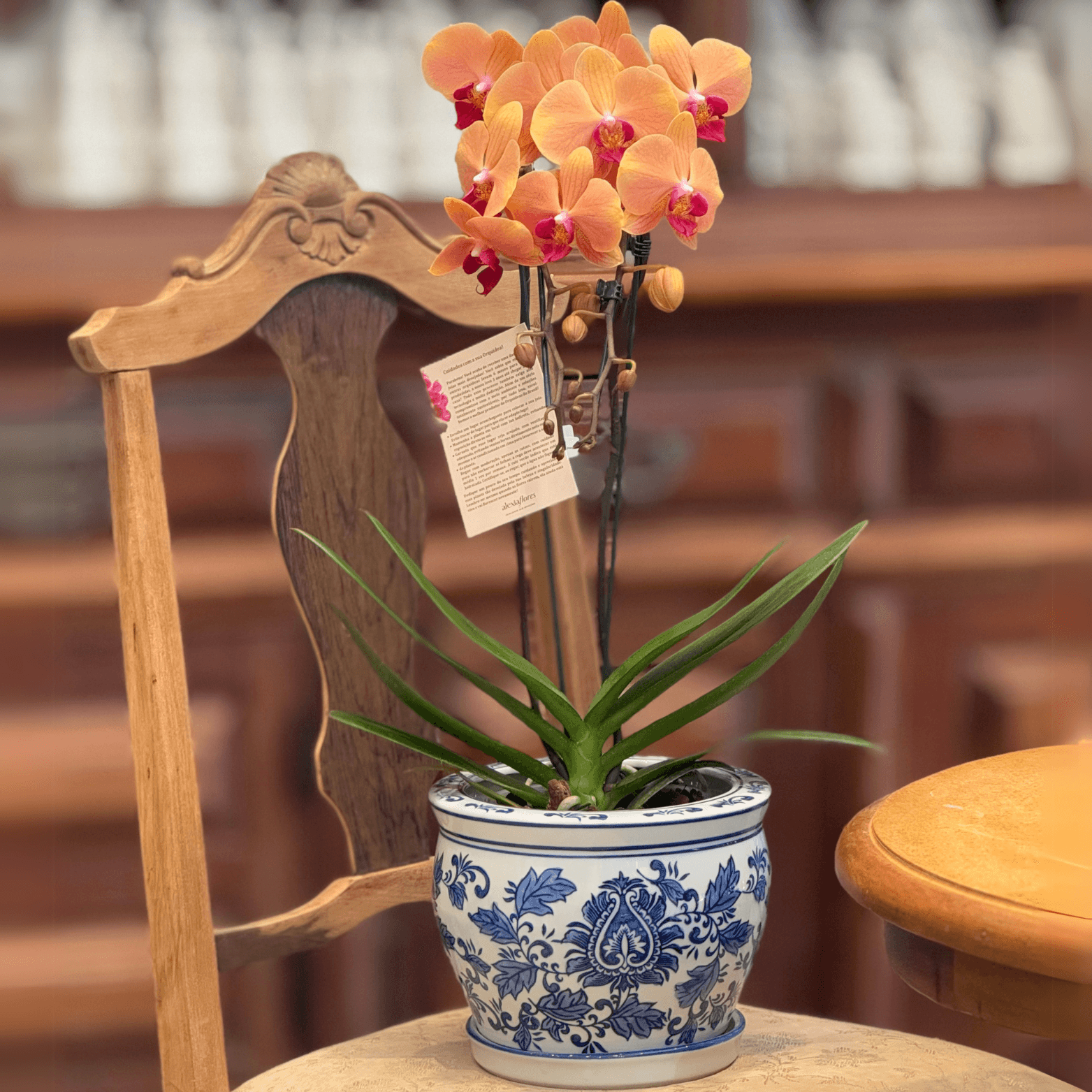 thumb-orquidea-laranja-2-hastes-no-vaso-0