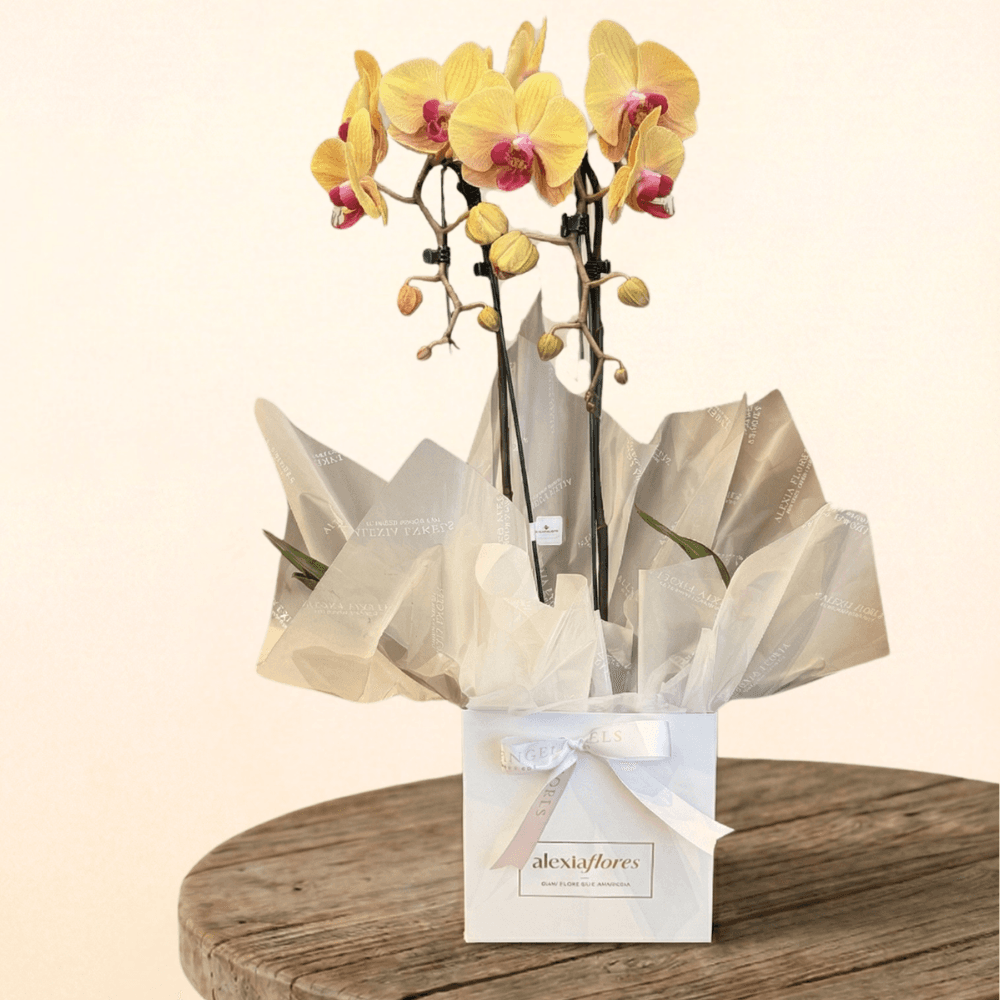 thumb-orquidea-com-2-hastes-cor-amarela-detalhes-rosa-0