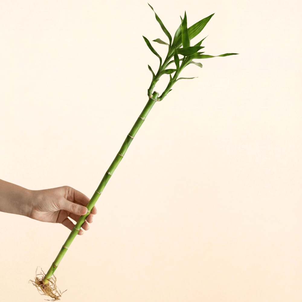 Lucky Bamboo 60cm