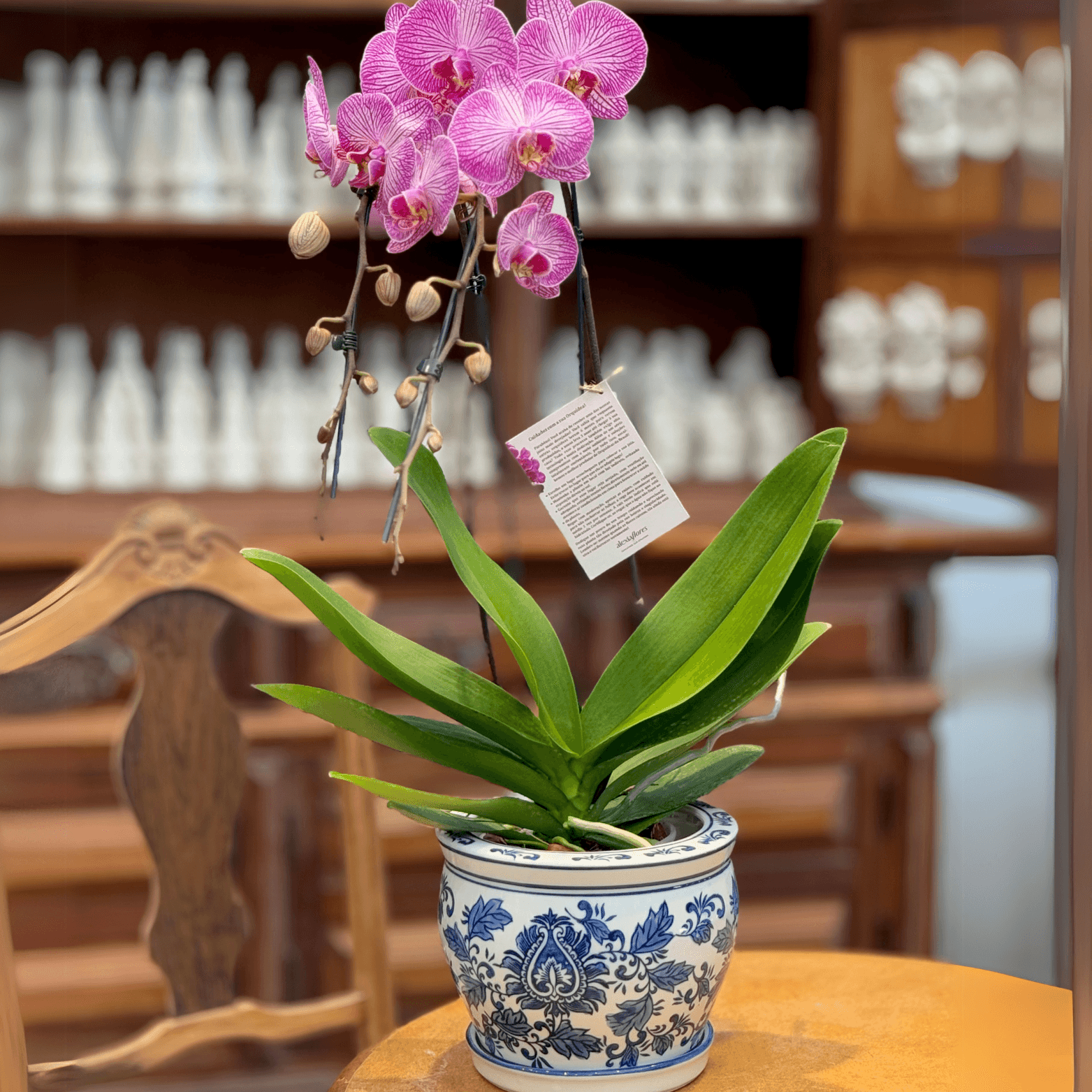 thumb-orquidea-cor-de-rosa-bicolor-2-hastes-no-vaso-0