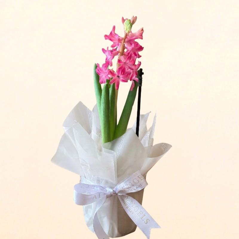 thumb-hyacinthus-rosa-0