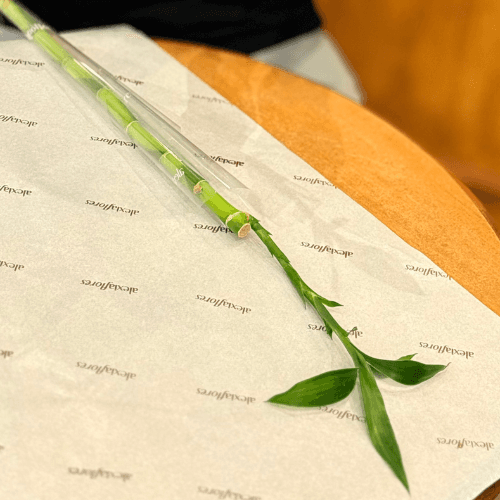 thumb-lucky-bamboo-60cm-0